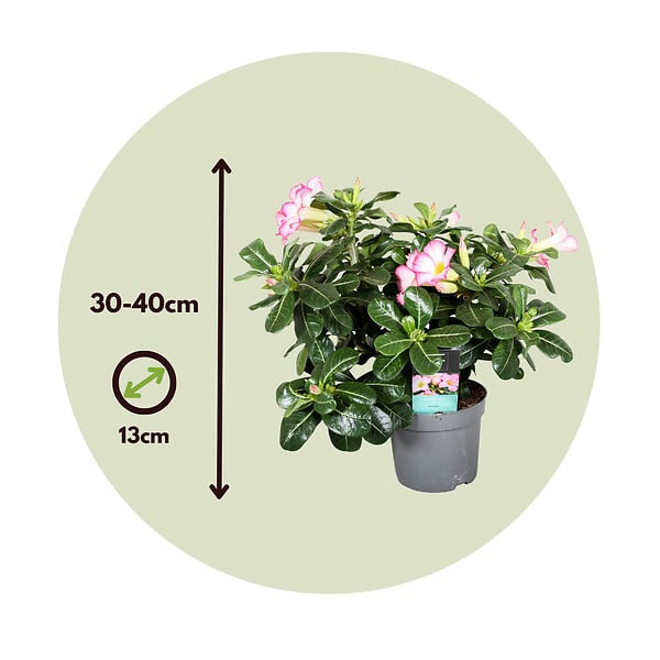 PLANT IN A BOX - Rose du désert - Adenium obesum 'Pink Star' - Hauteur 30-45cm - ⌀13cm - large