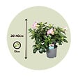 PLANT IN A BOX - Rose du désert - Adenium obesum 'Pink Star' - Hauteur 30-45cm - ⌀13cm - vignette