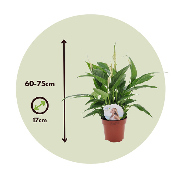 PLANT IN A BOX - Fleur de lune - Set de 4 - Spathiphyllum 'Lima' - Hauteur 60-75cm - ⌀12cm - large