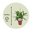 PLANT IN A BOX - Fleur de lune - Set de 4 - Spathiphyllum 'Lima' - Hauteur 60-75cm - ⌀12cm - vignette