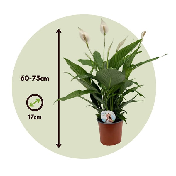 PLANT IN A BOX - Fleur de lune - Set de 2 - Spathiphyllum 'Lima' - Hauteur 60-75cm - ⌀17cm - large
