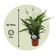PLANT IN A BOX - Fleur de lune - Set de 2 - Spathiphyllum 'Lima' - Hauteur 60-75cm - ⌀17cm - vignette