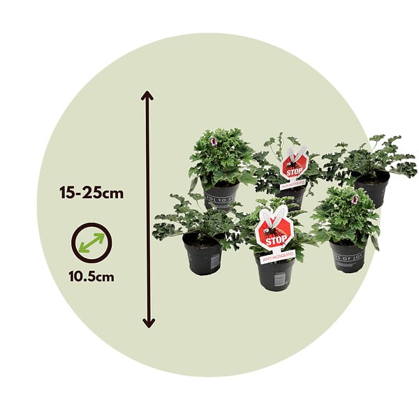 PLANT IN A BOX - Anti-Moustiques - Set de 6 - Pelargonium - Hauteur 15-25cm - âŒ€10,5cm - large