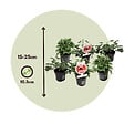 PLANT IN A BOX - Anti-Moustiques - Set de 6 - Pelargonium - Hauteur 15-25cm - âŒ€10,5cm - vignette