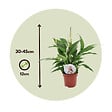 PLANT IN A BOX - Fleur de lune - Set de 2 - Spathiphyllum 'Torelli' - Hauteur 30-45cm - ⌀12cm - vignette