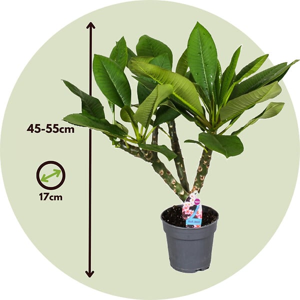 PLANT IN A BOX - Frangipanier - Plumeria rubra 'Hawaii' - Hauteur 45-55cm - ⌀17cm - large