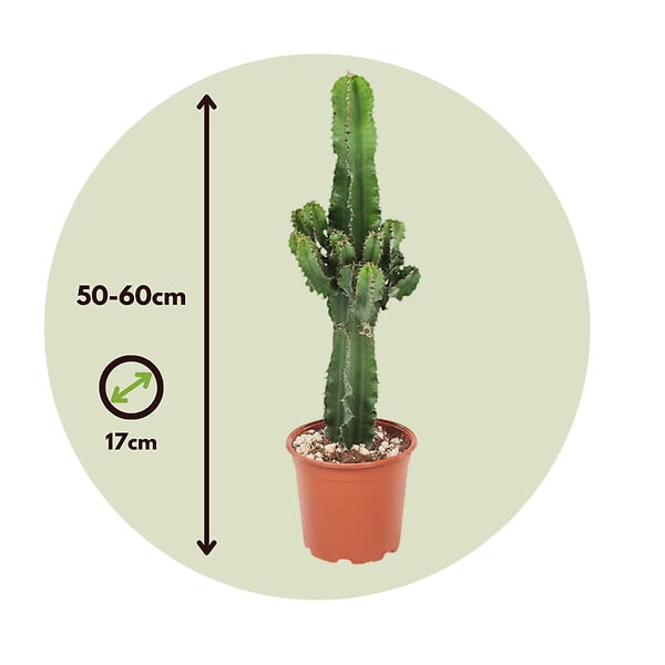 PLANT IN A BOX - Euphorbe ingens - Euphorbia ingens - Hauteur 50-60cm - ⌀17cm - large