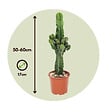 PLANT IN A BOX - Euphorbe ingens - Euphorbia ingens - Hauteur 50-60cm - ⌀17cm - vignette