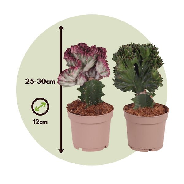 PLANT IN A BOX - Mélange d'euphorbes - Set de 2 - Euphorbia 'Lactea' - Hauteur 25-30cm - ⌀12cm - large
