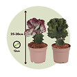 PLANT IN A BOX - Mélange d'euphorbes - Set de 2 - Euphorbia 'Lactea' - Hauteur 25-30cm - ⌀12cm - vignette