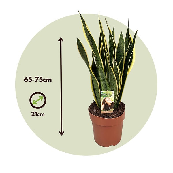 PLANT IN A BOX - Langue de belle-mère - Sansevieria trifasciata Laurentii - H65-75cm - ⌀21cm - large
