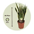 PLANT IN A BOX - Langue de belle-mère - Sansevieria trifasciata Laurentii - H65-75cm - ⌀21cm - vignette