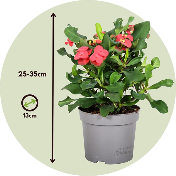 PLANT IN A BOX - Euphorbe de Madagascar - Euphorbia 'Milii' - Hauteur 25-35cm - ⌀13cm - large