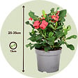 PLANT IN A BOX - Euphorbe de Madagascar - Set de 2 - Euphorbia 'Milii' - Hauteur 25-35cm - ⌀13cm - vignette