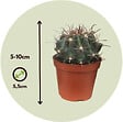 PLANT IN A BOX - Mélange de mini cactus - Set de 12 - Cactus - Hauteur 5-10cm - ⌀5,5cm - vignette