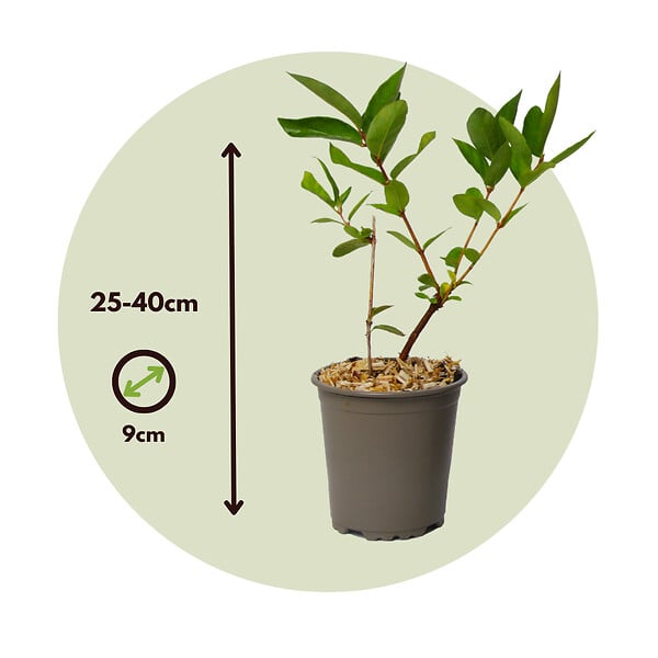 PLANT IN A BOX - Chèvrefeuille - Set de 3 - Lonicera kamtchatica - Hauteur 25-40cm - ⌀9cm - large
