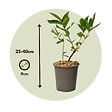 PLANT IN A BOX - Chèvrefeuille - Set de 3 - Lonicera kamtchatica - Hauteur 25-40cm - ⌀9cm - vignette