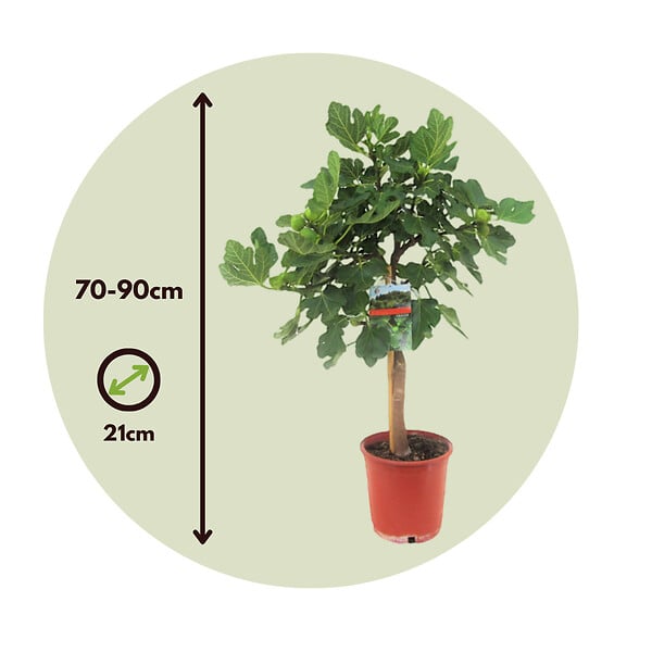 PLANT IN A BOX - Figuier de Barbarie - Set de 2 - Ficus Carica - Hauteur 70-90cm - ⌀21cm - large