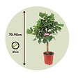 PLANT IN A BOX - Figuier de Barbarie - Set de 2 - Ficus Carica - Hauteur 70-90cm - ⌀21cm - vignette