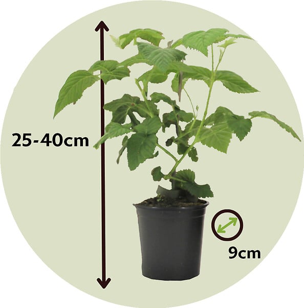 PLANT IN A BOX - Framboise de Tay - Set de 3 - Rubus 'Tayberry' - Hauteur 25-40cm - ⌀9cm - large