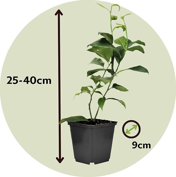 PLANT IN A BOX - Mélange de citrons - Set de 3 - Citrus limon - Hauteur 25-40cm - ⌀9cm - large