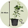 PLANT IN A BOX - Mélange de citrons - Set de 3 - Citrus limon - Hauteur 25-40cm - ⌀9cm - vignette