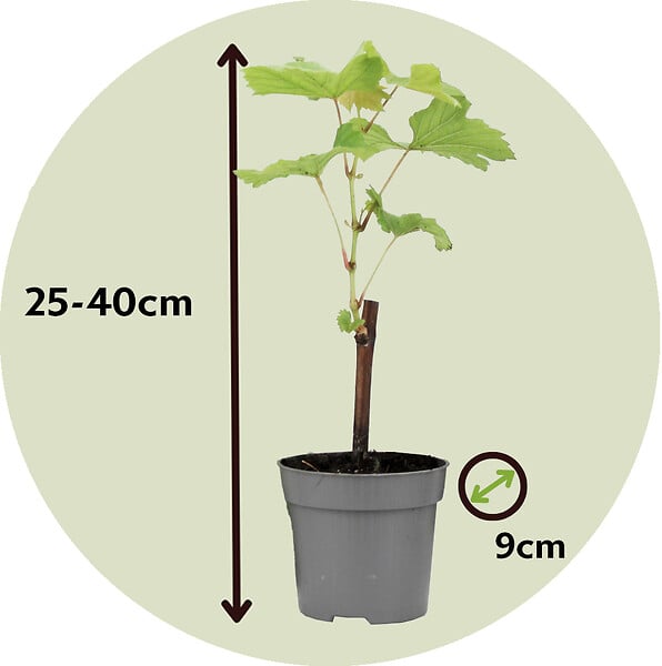 PLANT IN A BOX - Vigne à raisin - Set de 3 - Vitis vinifera 'Chardonnay' - Hauteur 25-40cm - ⌀9cm - large