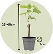 PLANT IN A BOX - Vigne à raisin - Set de 3 - Vitis vinifera 'Chardonnay' - Hauteur 25-40cm - ⌀9cm - vignette
