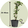 PLANT IN A BOX - Mélange de baies - Set de 8 - Rubus, rubrum, Uva, Fructosus - H25-40cm - ⌀9cm - vignette