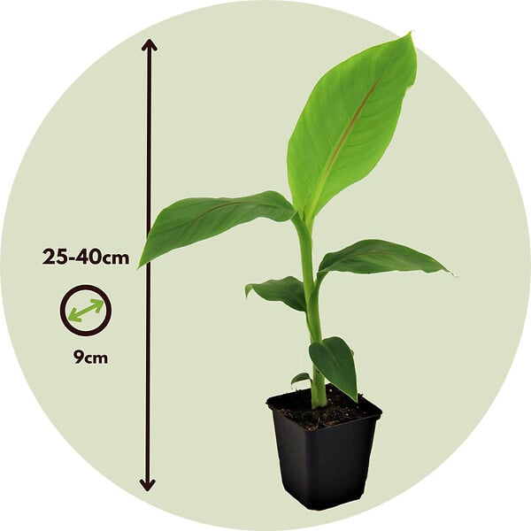 PLANT IN A BOX - Bananier du Japon - Set de 3 - Musa basjoo - Hauteur 25-40cm - ⌀9cm - large