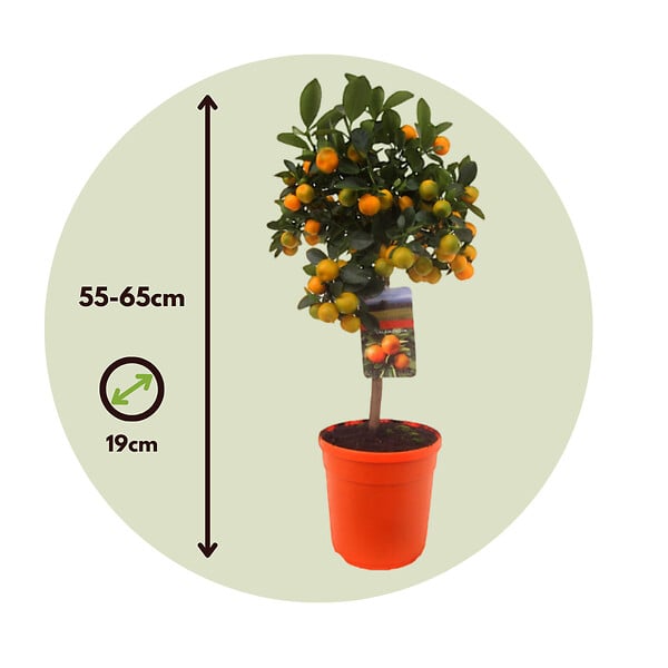 PLANT IN A BOX - Citronnier - Citrus mitis 'Calamondin' - Hauteur 55-65cm - ⌀19cm - large