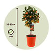 PLANT IN A BOX - Citronnier - Citrus mitis 'Calamondin' - Hauteur 55-65cm - ⌀19cm - vignette