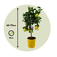 PLANT IN A BOX - Citronnier - Citrus limon - Hauteur 60-70cm - ⌀19cm - vignette