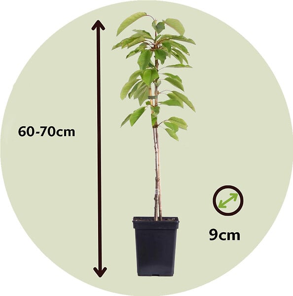PLANT IN A BOX - Mélange d'arbres fruitiers - Set de 8 - Malus, Pryus, Prunus - H60-70cm - ⌀9cm - large