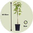PLANT IN A BOX - Mélange d'arbres fruitiers - Set de 8 - Malus, Pryus, Prunus - H60-70cm - ⌀9cm - vignette