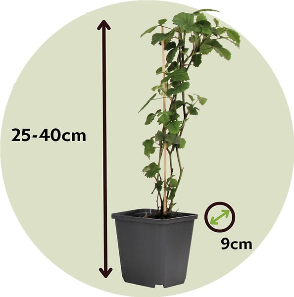 PLANT IN A BOX - Mélange de baies - Set de 4 - Rubus, rubrum, Uva, Fructosus - H25-40cm - ⌀9cm - large
