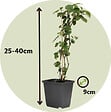PLANT IN A BOX - Mélange de baies - Set de 4 - Rubus, rubrum, Uva, Fructosus - H25-40cm - ⌀9cm - vignette