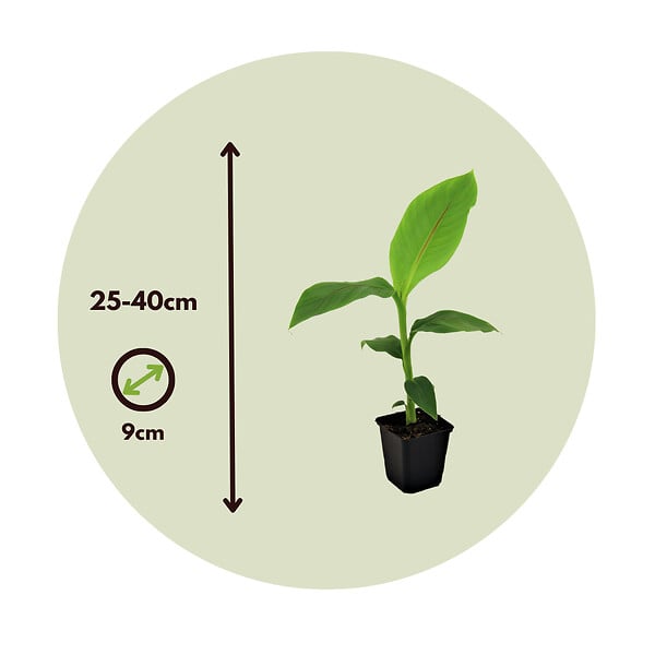 PLANT IN A BOX - Bananier du Japon - Set de 4 - Musa basjoo - Hauteur 25-40cm - ⌀9cm - large