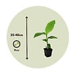 PLANT IN A BOX - Bananier du Japon - Set de 4 - Musa basjoo - Hauteur 25-40cm - ⌀9cm - vignette