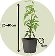 PLANT IN A BOX - Jasmin étoilé - Set de 6 - Jasminum 'Officinale'  - Hauteur 25-40cm - ⌀9cm - vignette