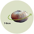 PLANT IN A BOX - Fleur printanière - Set de 30 - Crocus 'Large Flowering Mix' - Bulbes à fleurs - vignette