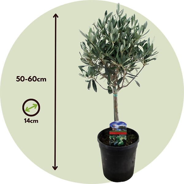 PLANT IN A BOX - Olivier - Set de 2 - Olea europaea - Hauteur 50-60cm - ⌀14cm - large