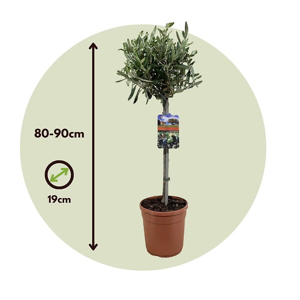 PLANT IN A BOX - Olivier - Set de 2 - Olea europaea - Hauteur 80-90cm - ⌀19cm - large