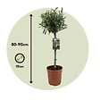 PLANT IN A BOX - Olivier - Set de 2 - Olea europaea - Hauteur 80-90cm - ⌀19cm - vignette