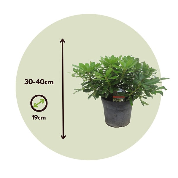 PLANT IN A BOX - Pittospore du Japon - Pittosporum tobira nanum - Hauteur 30-40cm - ⌀19cm - large