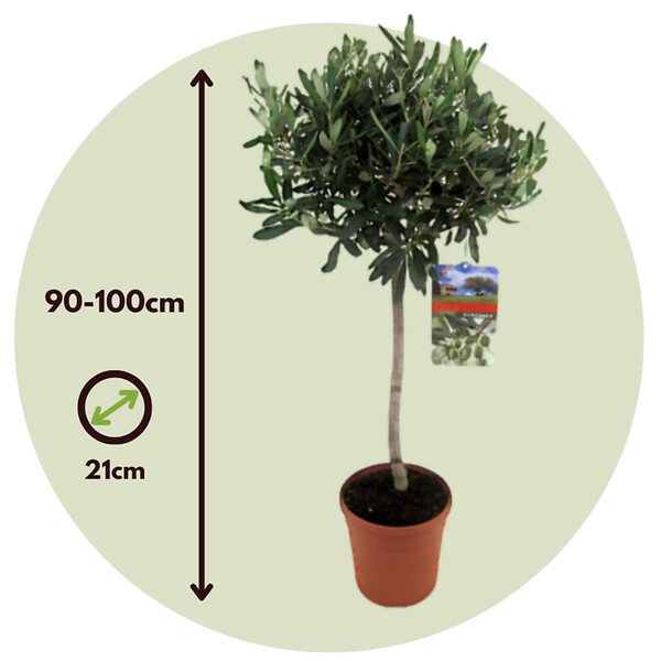 PLANT IN A BOX - Olivier - Set de 2 - Olea europaea - Hauteur 90-100cm - ⌀21cm - large