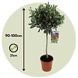 PLANT IN A BOX - Olivier - Set de 2 - Olea europaea - Hauteur 90-100cm - ⌀21cm - vignette