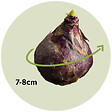 PLANT IN A BOX - Jacinthe - Set de 40 - Hyacinthoides Hispanica - Bulbes à fleurs - vignette