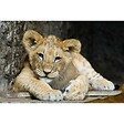 CEANOTHE - Tableau sur toile lion cub 30x45 cm - vignette