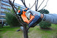 YARDFORCE - Mini-tronçonneuse à main sans fil - 20V - 10cm de coupe - vignette